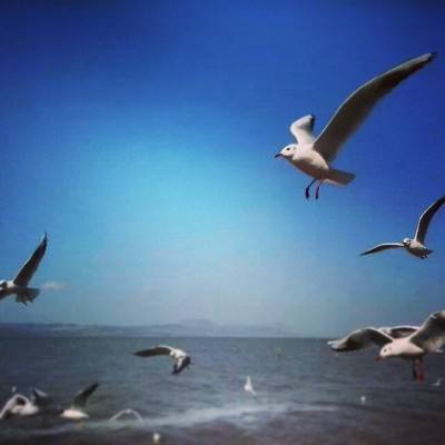 工匠物语无限旧钱币版下载