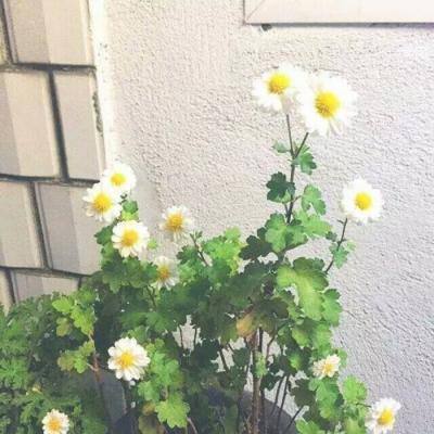 代号qwq手游